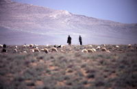 Begegnung mit den Sch�fern